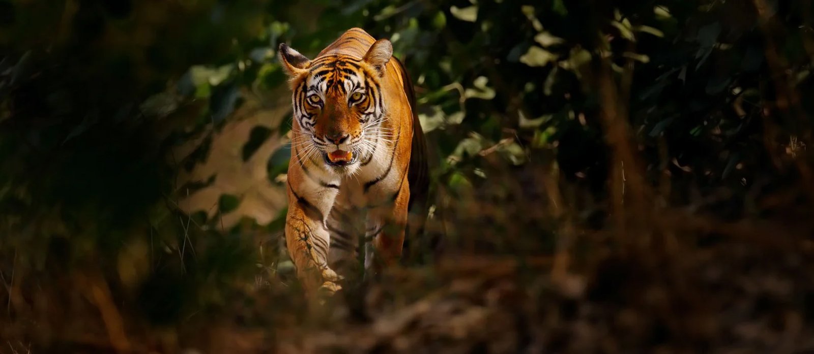 Tiger-Ranthambhore-National-Park-Rajasthan-India